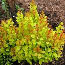 Thunbergi kukerpuu Golden Carpet